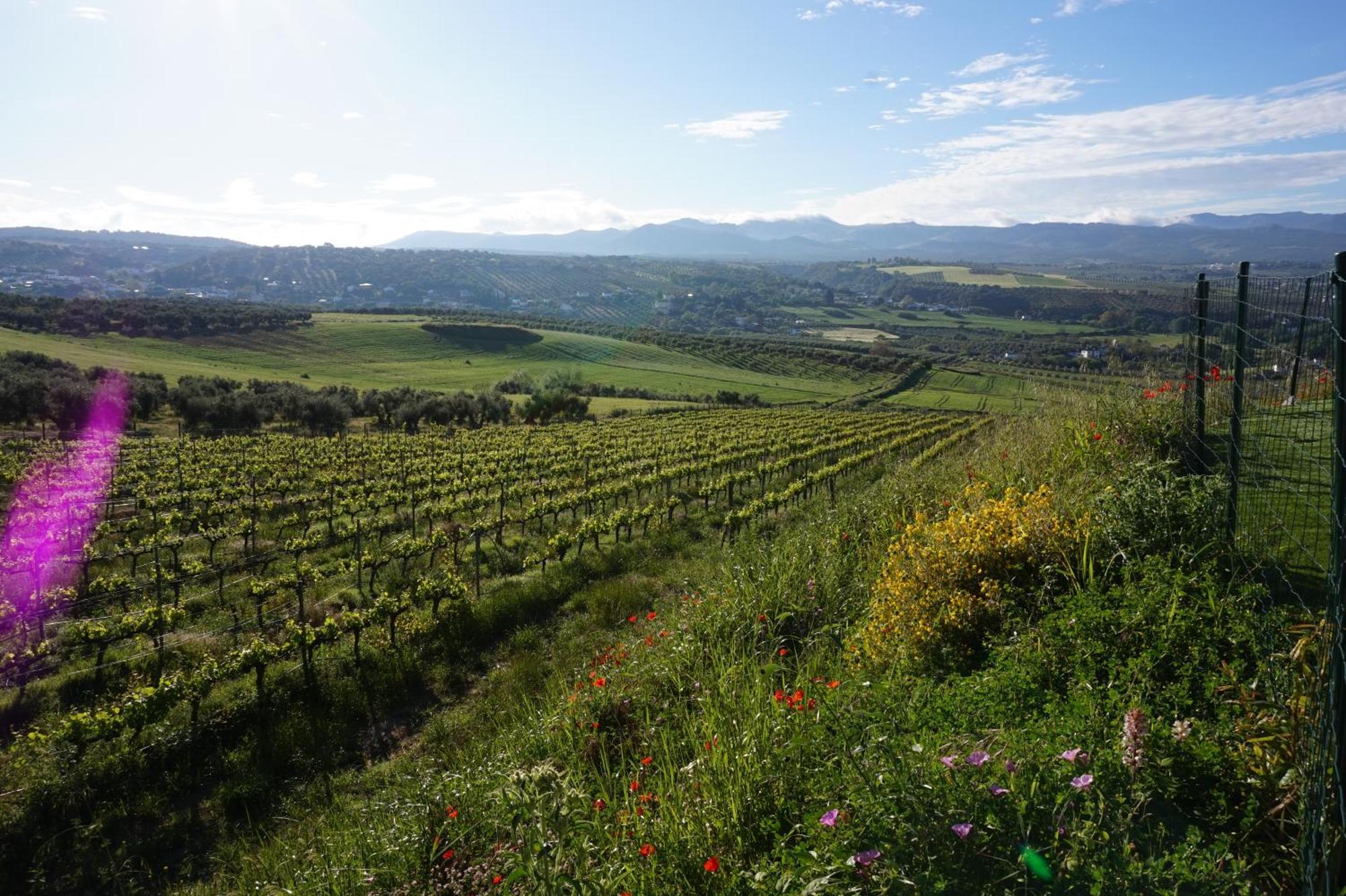 Апартаменти Bodegas Morosanto La Cimada Екстер'єр фото
